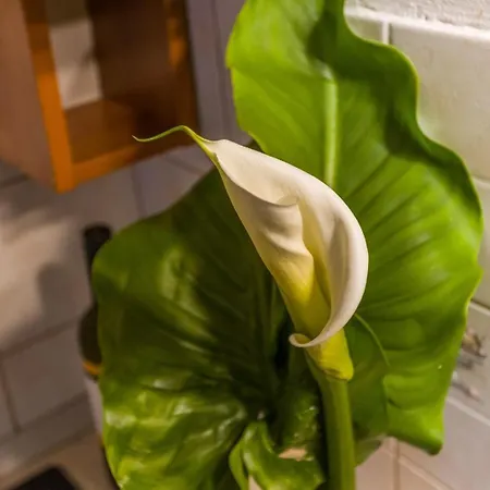 Laganini جيسينتسي