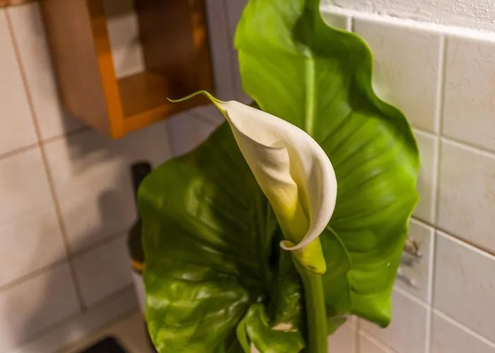 Laganini Jesenice (Split-Dalmatia)